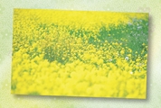 C-051